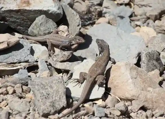 Ecosistema